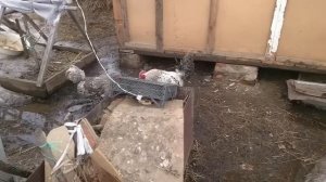 ПЕТУШИНЫЕ БОИ кто хозяин в курятнике? (две серии)