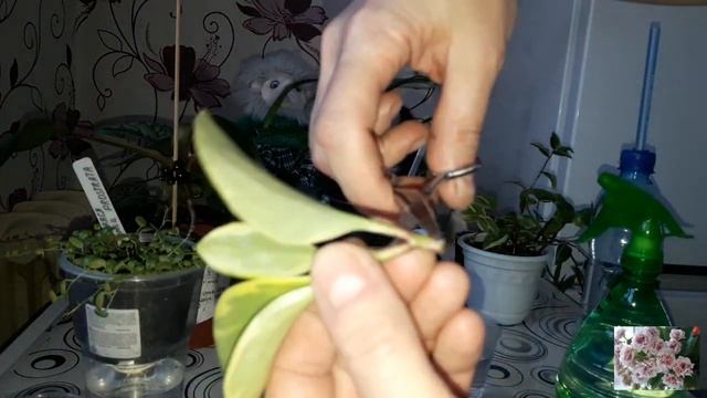 Комнатные цветы.Растения. смотреть онлайн