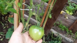 Богатый на завязи томат Мясистый сахаристый. Обзор томатов по сортам на 7.8.21.