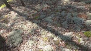 Берёзовые БЕЛЫЕ ГРИБЫ собираю в СОСНАХ! Тихая охота в сосновом бору