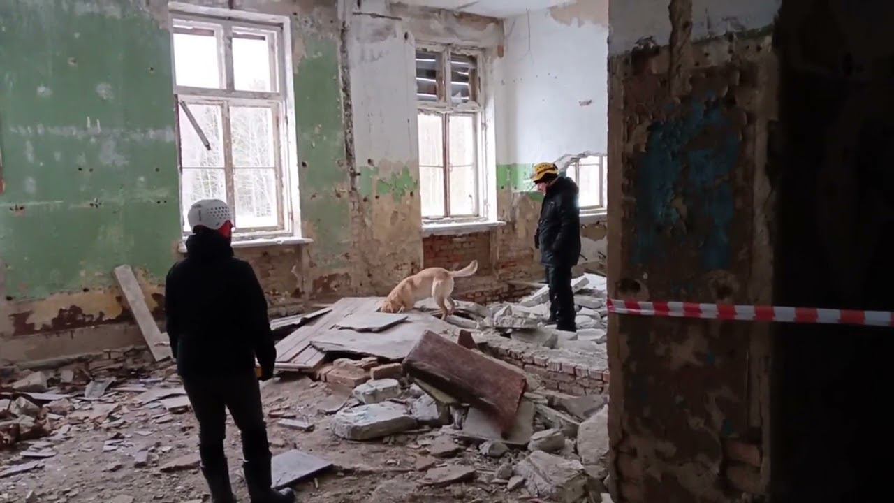 Лабрадор FT Рабочего разведения. Рокки 2 года. Тренировка. Техно. 03.2024 смотреть онлайн