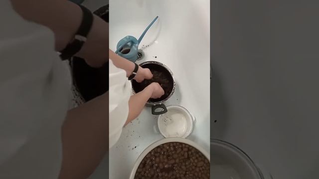 Пересадка Туласи Подготовка почвы 2 смотреть онлайн