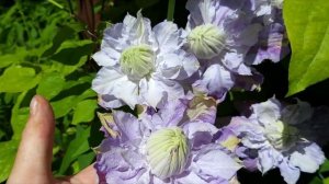 Clematis "Veronica's choice","My darling" and Weigela