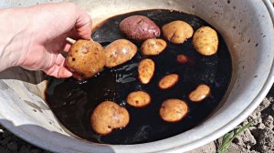 Почему же раньше никто не говорил! Удивительное средство от проволочника и других вредителей.