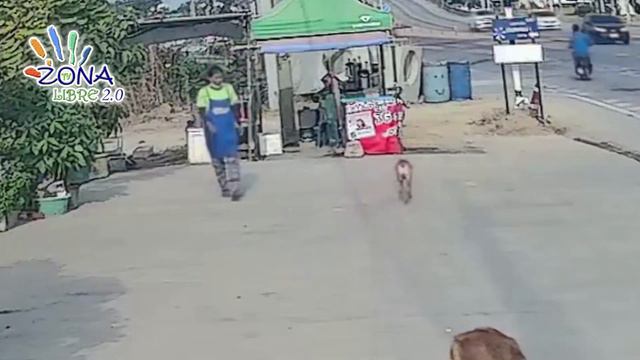Increíble pero cierto. Esta perrita falleció luego de hacer esto. смотреть онлайн