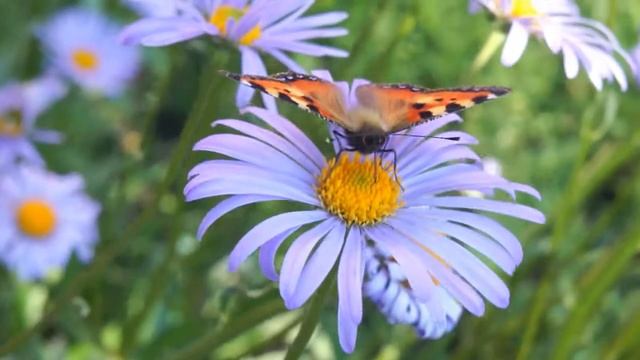 Нежные сказки грёз смотреть онлайн