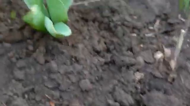 #гиацинт #белоснежный / 2023г. Белая клумба. Белоснежный гиацинт Антарктика. Видео 4 смотреть онлайн