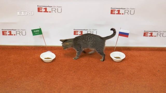Кошка предсказывает исход матча Россия - Саудовская Аравия смотреть онлайн