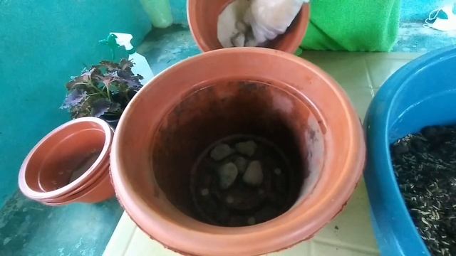 GENESIS 1:11 ft. COLEUS PLANT 【Coleus blumei】PROPAGATION ♡ смотреть онлайн