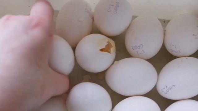 VLOG Пасха, иду в магазин, крашу яйца(читай описание) смотреть онлайн