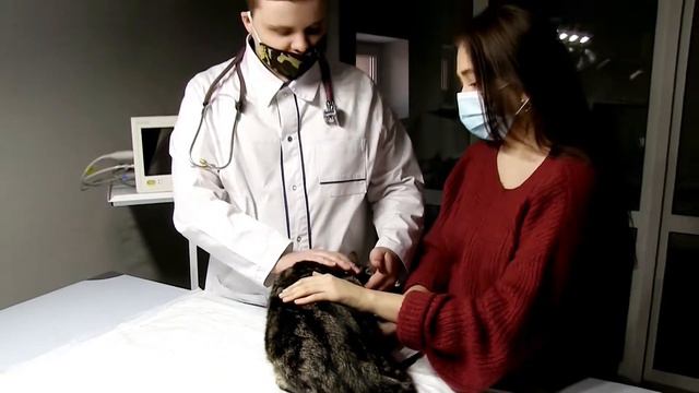 Pet-friendly офис в ДГТУ смотреть онлайн