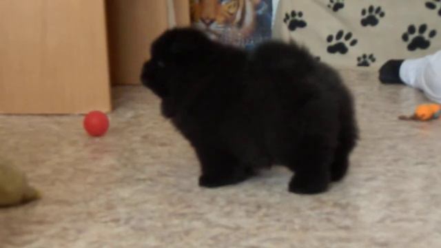 Ежевика 52 дня 1