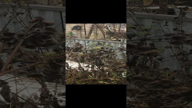 Птичка Синичка прилетела ко мне на завтрак. The Bluebird bird flew to me for breakfast. смотреть онлайн