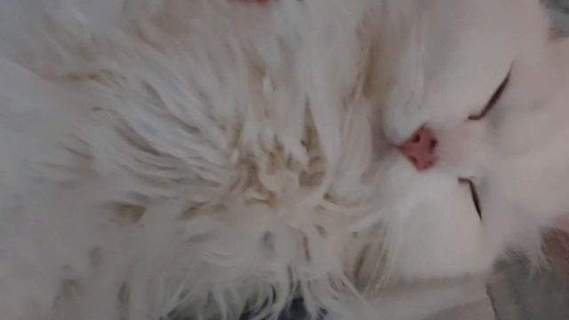 Кот сопит за всех нас, спит без задних ног смотреть онлайн