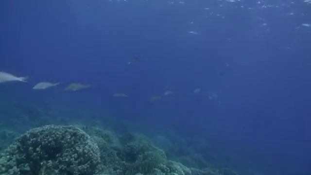 Коралловые сады Красного моря. Хургада, Шааб Дорфа. Сабина смотреть онлайн