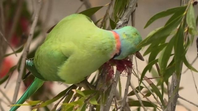 Дикий Ожереловый ПОПУГАЙ. Necklace wild PARROT. ネックレス野生のオウム. 목걸이 야생 앵무새. हार जंगली तोता. смотреть онлайн