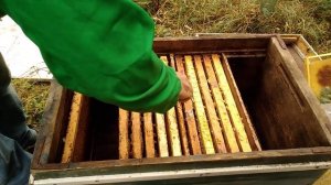 Сборка гнезд на зиму. Подготовка пчел к зимовке на воле. Маленькие хитрости