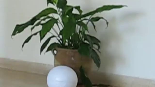 Football cat смотреть онлайн