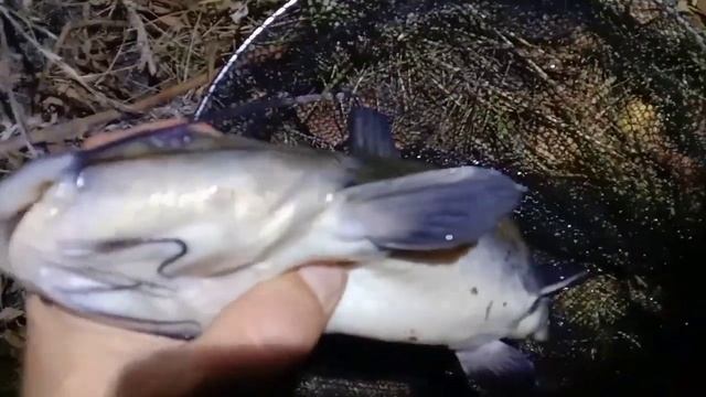 Рефтинское, рыбалка. Обзор клёвых мест . Новый канал.