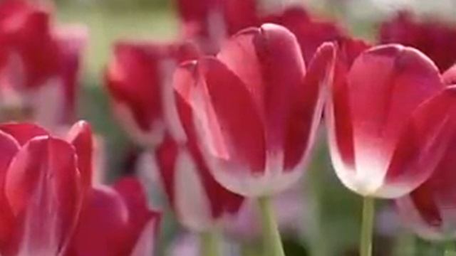 ♥♫ Spring Waltz ♥♫ смотреть онлайн