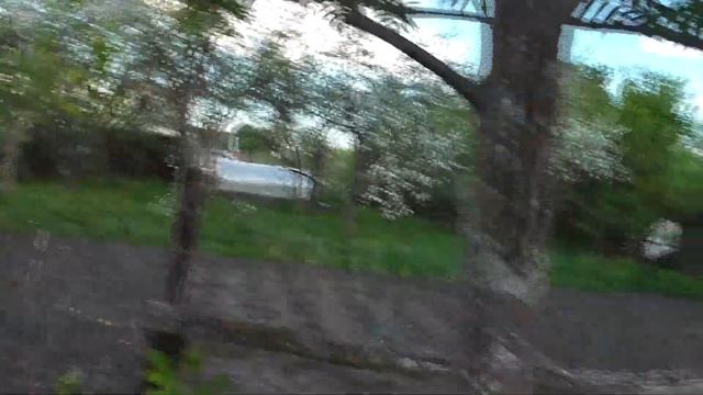 Прививка груши на рябину. Результат спустя 2 года. Никогда так не делайте! смотреть онлайн