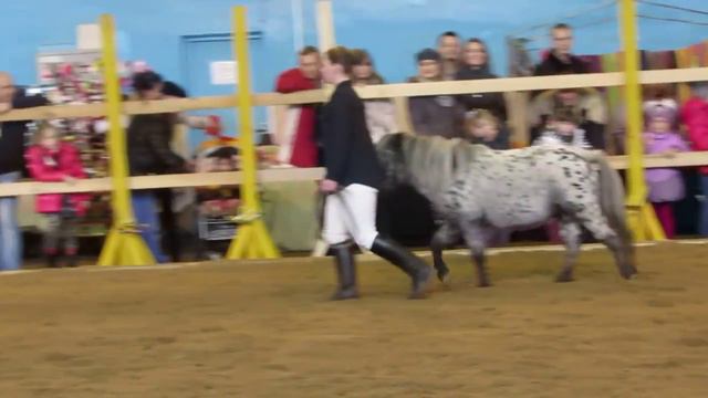 Horse show Minsk november 2015 | Выставка лошадей Минск ноябрь 2015 - Пони Спотти смотреть онлайн