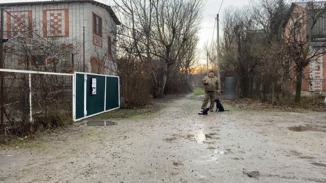 Миттельшнауцер 4,5 месяцев Аскеладд! Отработка команды ко мне с котиком Марсиком! смотреть онлайн