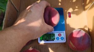 Персик Шугар Тайм  /Sugar Time/ 06.07.2020г  persikovod.com