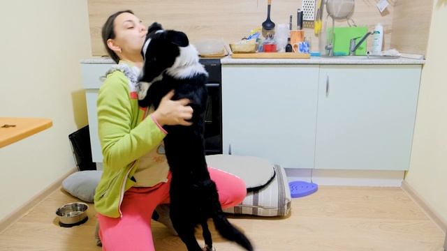 Щенок Бордер-колли 4 месяца. Веспер, дрессировка, трюки, прогулки. Border collie 4 month. смотреть онлайн