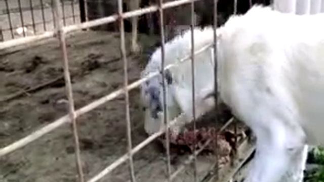 волк и собака смотреть онлайн