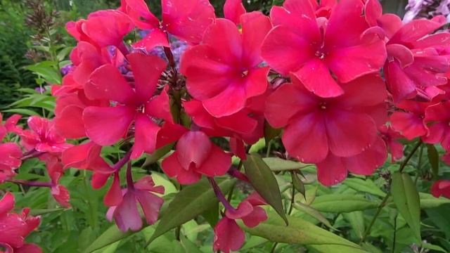 Флокс МАРГАРИТА - обзор, описание, цветение, отзыв смотреть онлайн