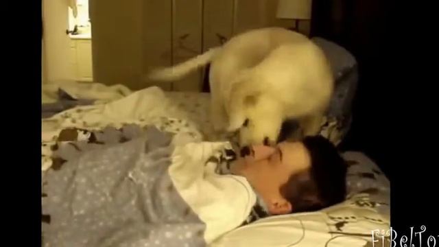 Животные будят своих хозяев