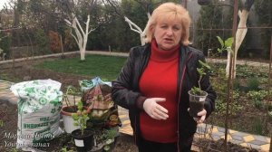 Гортензия Фореве ЭВЕ! Посадка, особенности ухода, выращивания, полива