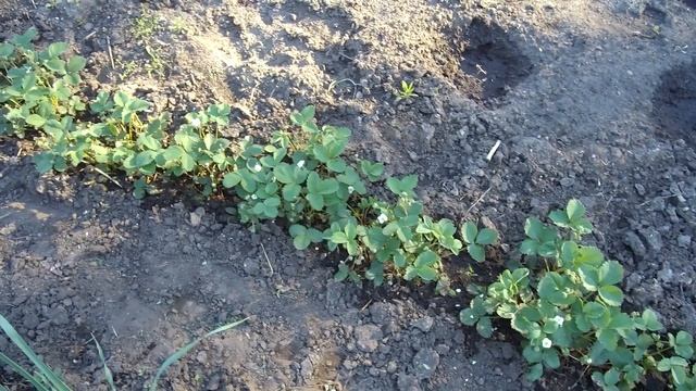 Ремонтантная клубника земляника вкусные ягоды смотреть онлайн