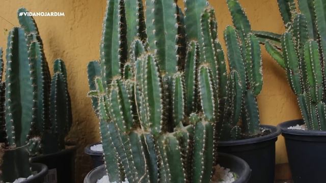 10 PLANTAS para CANTEIROS ESTREITOS смотреть онлайн