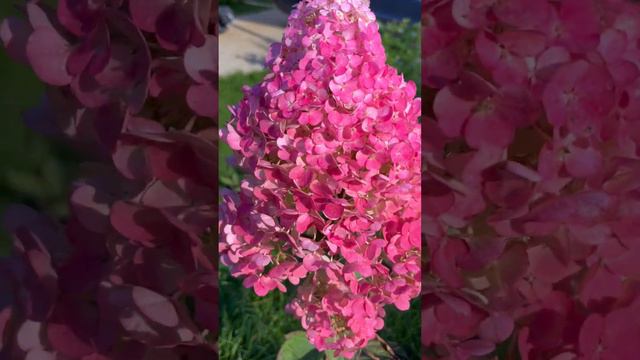 Самарская Лидия до первых заморозков#метельчатая гортензия СамарскаяЛидия смотреть онлайн