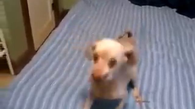 Смешная собака! смотреть онлайн