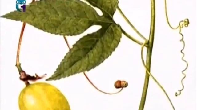 Кавалерская звезда (Пассифлора) смотреть онлайн