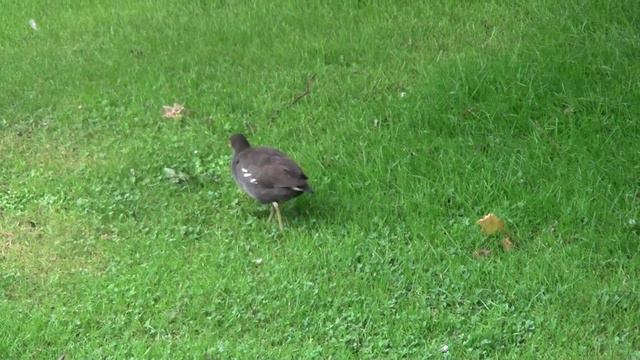 Moor hen at Hadnall near Shrewsbury August 2019 clip 2 смотреть онлайн