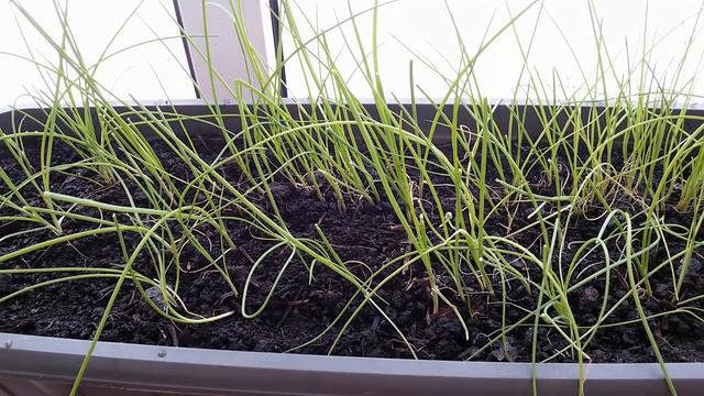 Таинственные розы