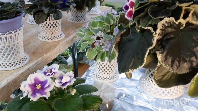 Ажурные подставки! Показываю варианты использования их для фиалок! смотреть онлайн