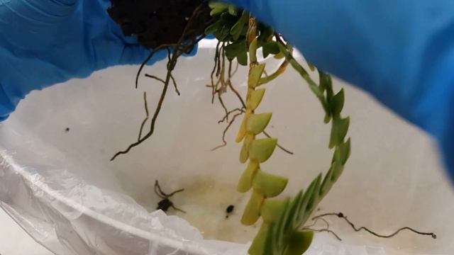 Unmounting Some Unique 'Succulent' Orchids! New Dendrobiums + Angraecum!