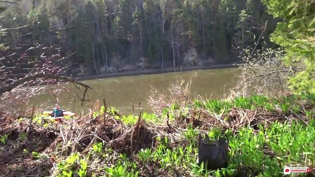 Сбор черемши в тайге смотреть онлайн