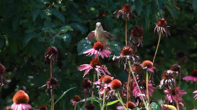 Finch смотреть онлайн
