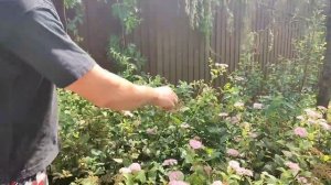 Аккумуляторный электрический кусторез HUTER GET-3.6