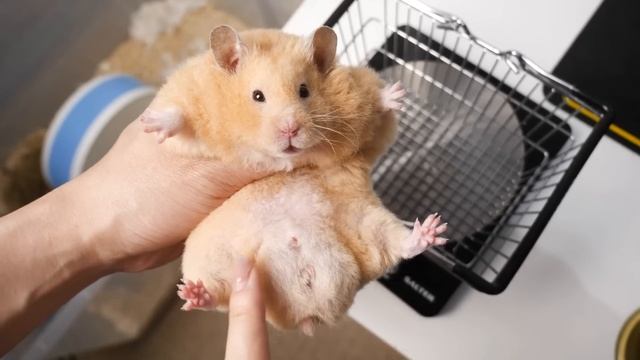 1 Hamster, 3 Boyfriends смотреть онлайн