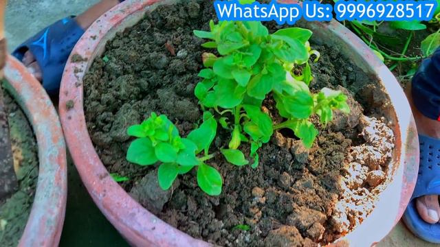 1000+ Petunia || पिटुनिया के एक पौधे से हज़ारों फूल लेने का सीक्रेट तरीका जानिये रामविलास जी से смотреть онлайн