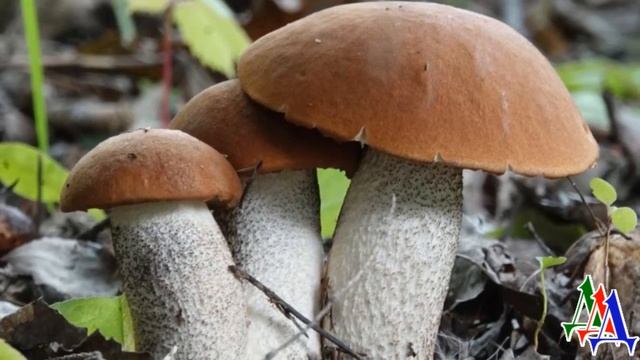 - Мама, пора гулять! - Добрая осенняя сказка о ПУДЕЛЕ и его новом ДРУГЕ