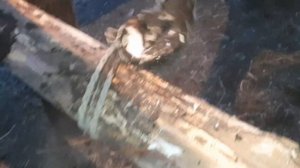 Станок для лошади образца времен Петра 1.ч.1.Обзор.