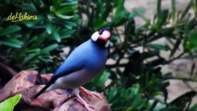 32nd Eps - Releasing Finches In The Aviary (Part 2) - Java Sparrow смотреть онлайн